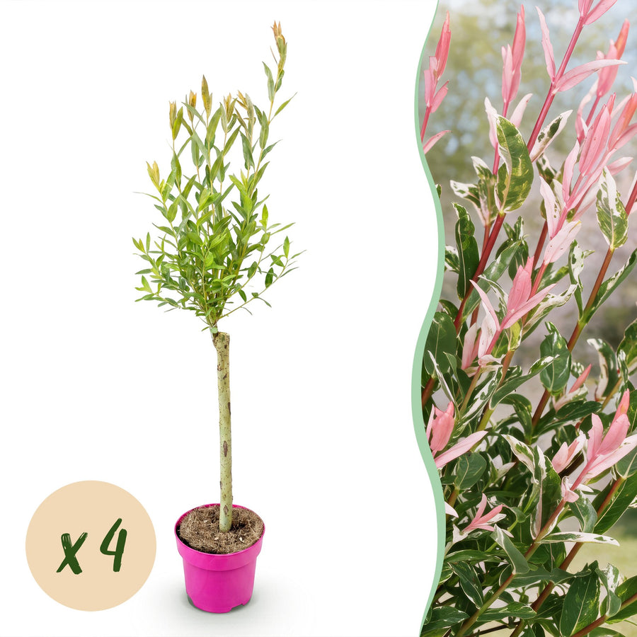 4x Salix integra 'Flamingo' Flamingo Willow in 17cm pots, 70-80cm
