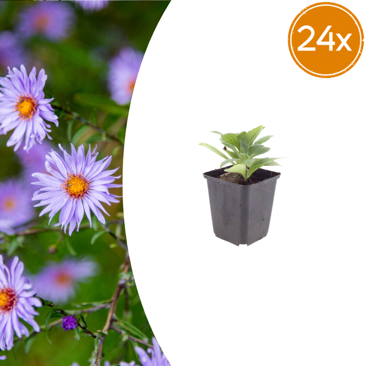 24x Aster frikartii 'Monch' - ↕10-25cm - Ø9cm