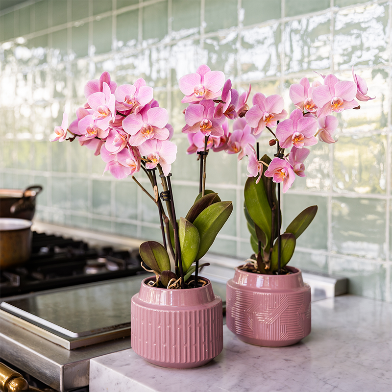Pink orchid plants in textured pink pots, featuring lush green leaves, from Everspring.