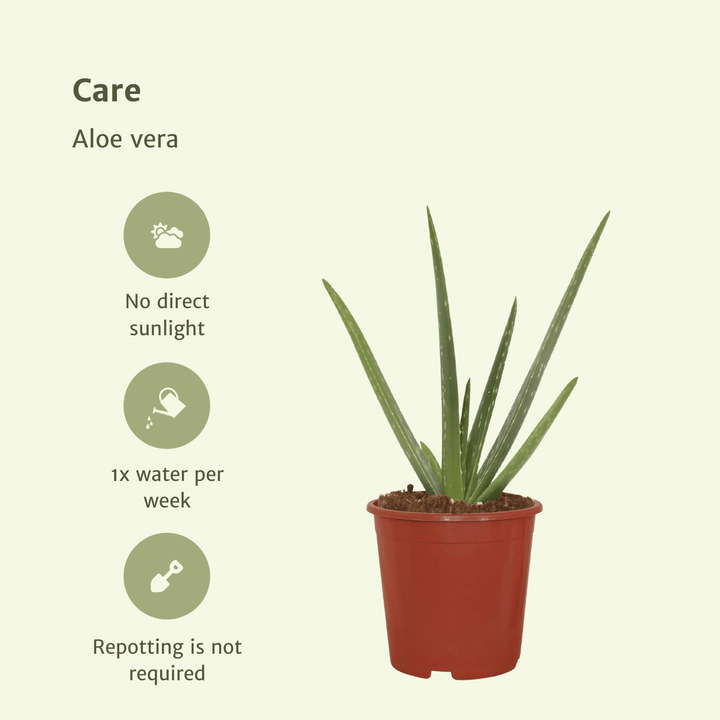 2x Aloe Vera Succulent Plants 40cm - Indoor Houseplants ø12cm