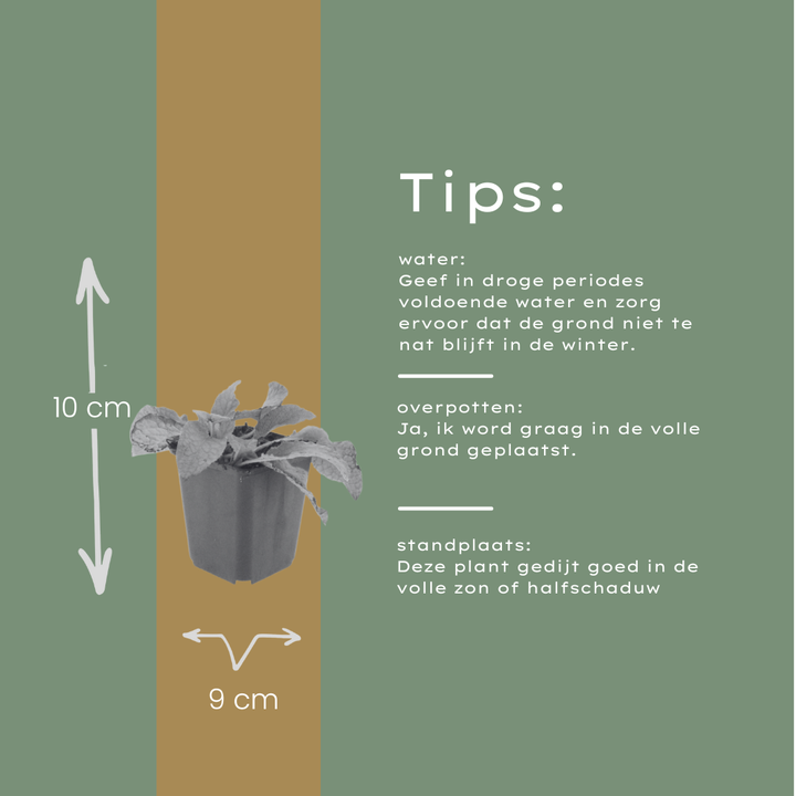 24x Symphytum grand. 'Wisley Blue' - ↕10-25cm - Ø9cm