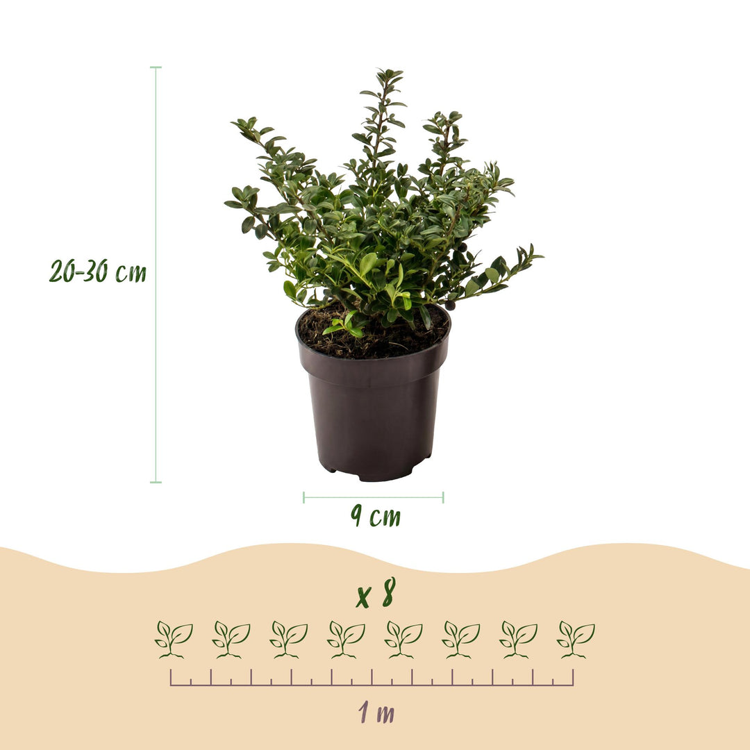 24 Ilex crenata Stokes Japanese holly plants in 9cm pots - view 4