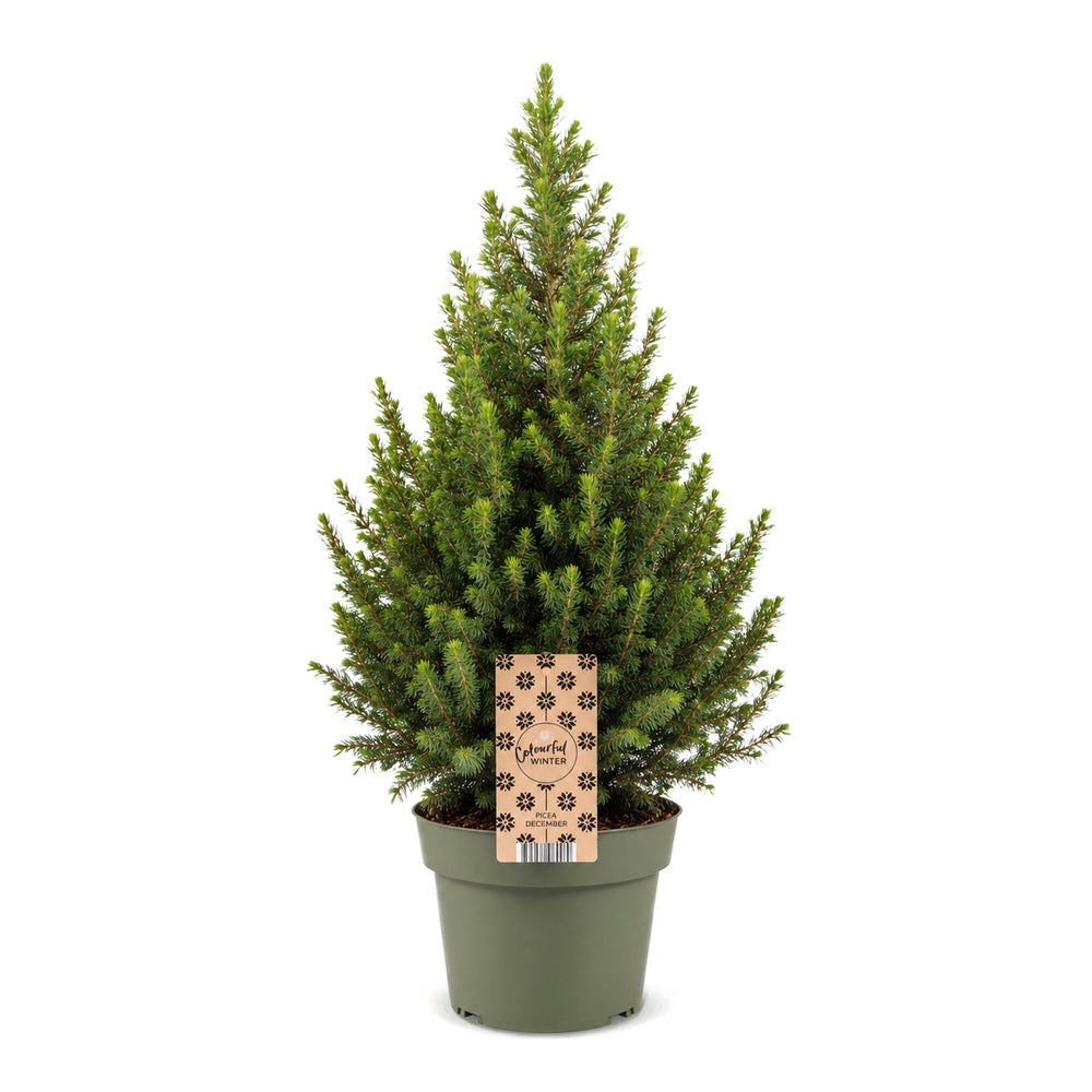 Picea glauca Conica Dwarf Alberta Spruce Christmas tree in Ø19cm pot, image 2