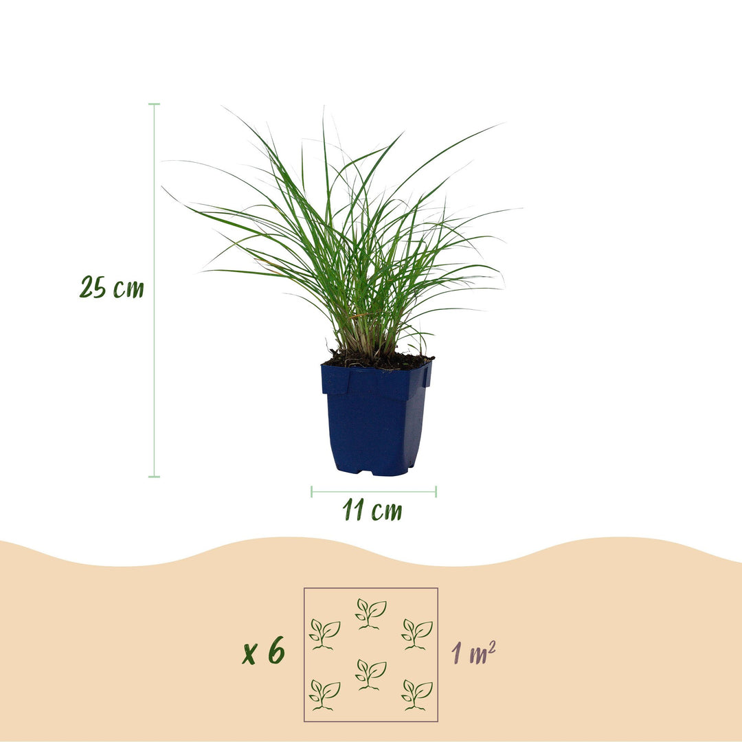 Pack of 24 Miscanthus sinensis 'Red Chief' maiden grass plants in 11cm pots - view 3