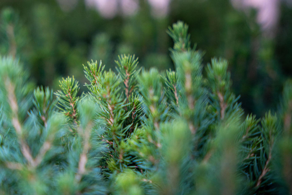 12 mini potted green Christmas trees (Picea glauca), 15-20cm tall, by Everspring, perfect for desks or festive decor.