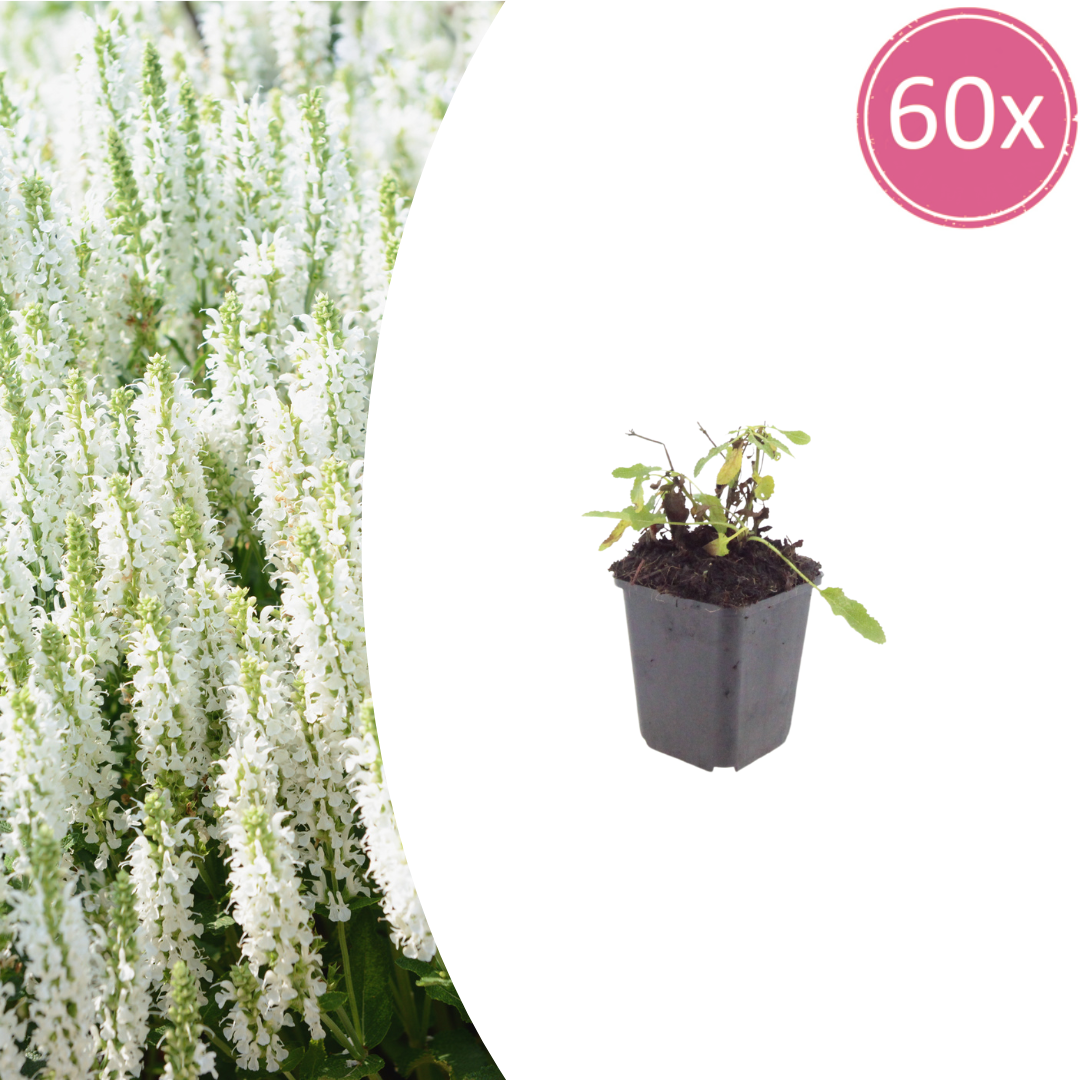 60x Salvia n. 'Schneehugel' - ↕10-25cm - Ø9cm