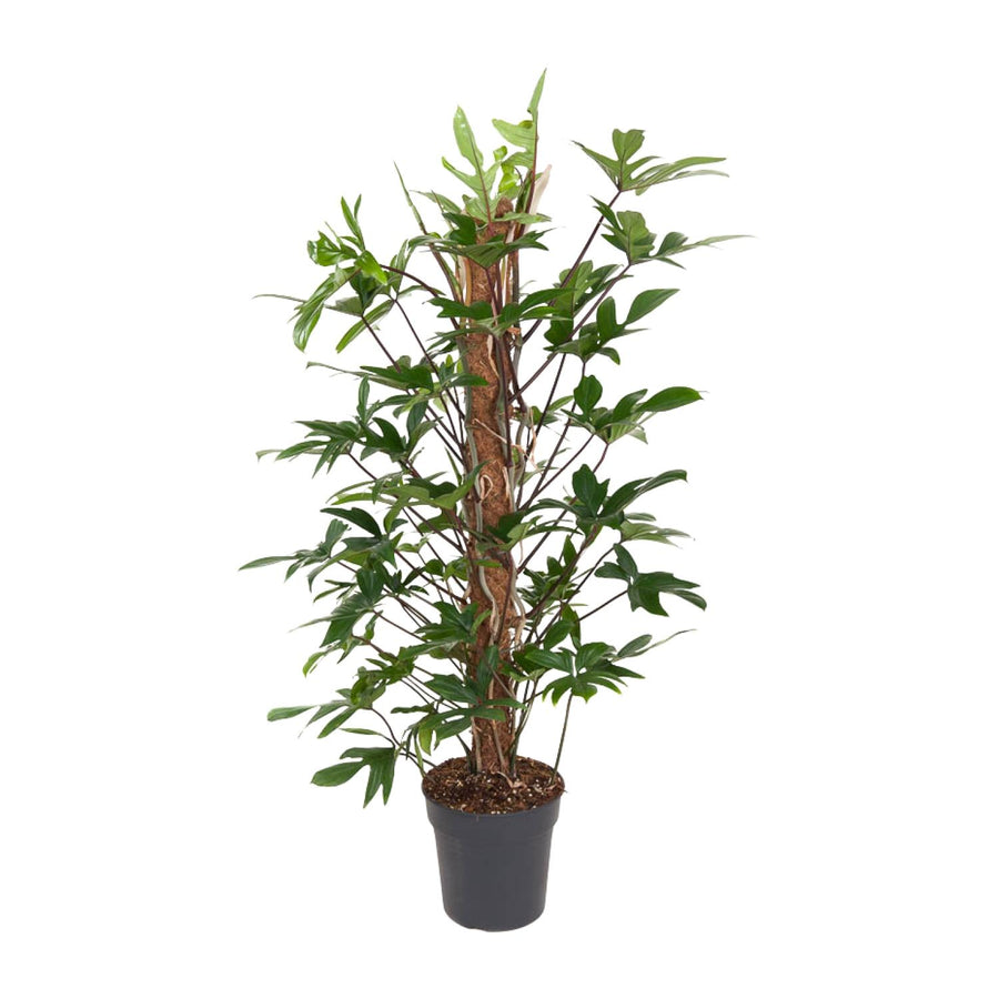 Philodendron Pedatum indoor plant with oak leaf-shaped green foliage, 120cm tall, by Everspring.