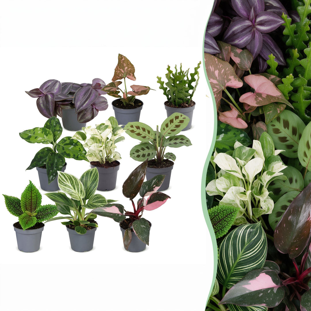 Baby Plants Surprise Box, 9 mixed tropical plants in 6cm pots