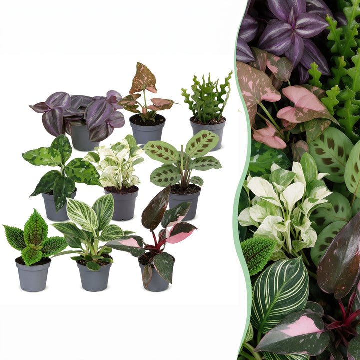 Baby Plants Surprise Box, 9 mixed tropical plants in 6cm pots