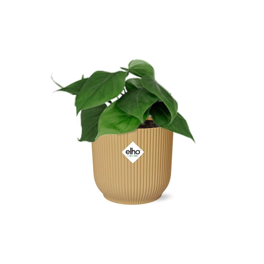 Green Philodendron Scandens houseplant in a decorative pot, ideal for air purification and easy care.