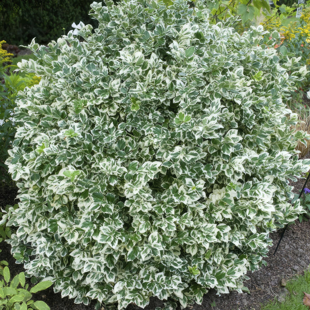 40x Euonymus Emerald Gaiety - Variegated Evergreen - 10-25cm