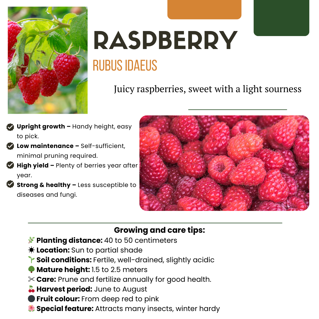 3 biological raspberry plants in 13 cm pots, 20 cm tall, by Everspring, with green leaves and ripe red berries.