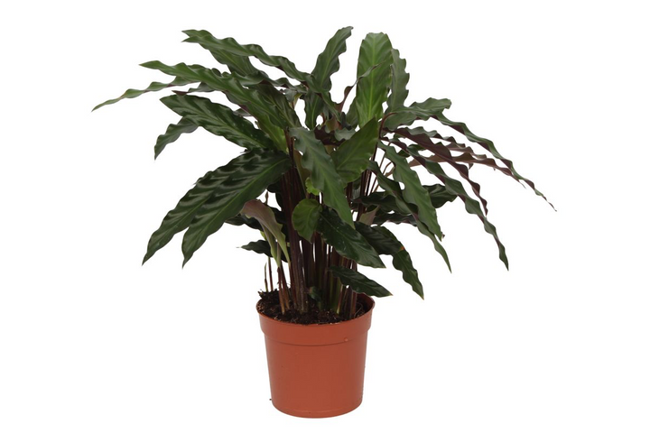 Calathea Elgergrass 35cm - Prayer Plant with Wavy Green Leaves