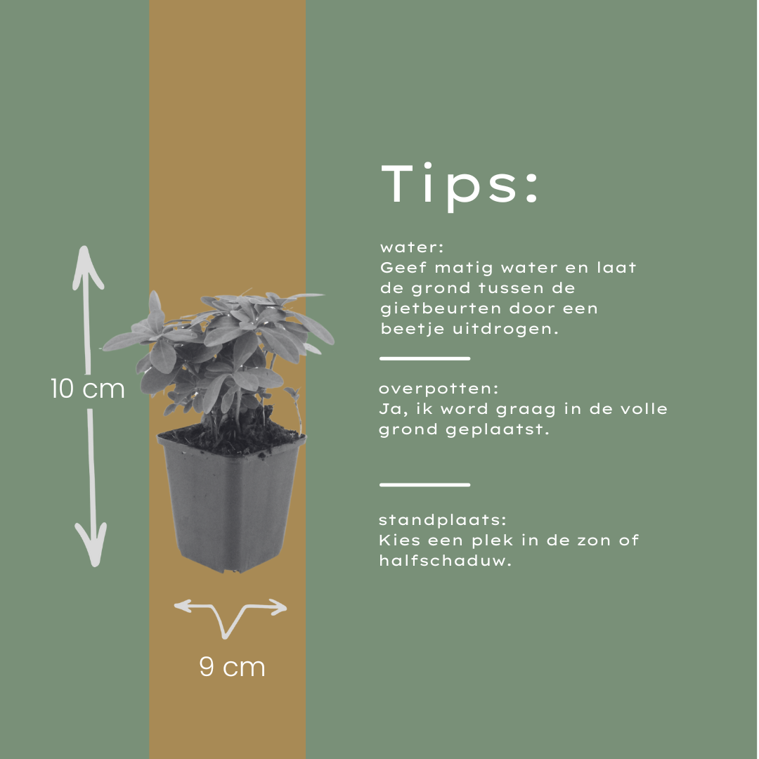 6x Euphorbia amygdal. robbiae - ↕10-25cm - Ø9cm