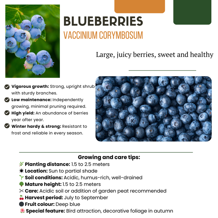 3 organic blueberry plants in 13 cm pots, 20 cm tall, with vibrant blue berries and lush green foliage.