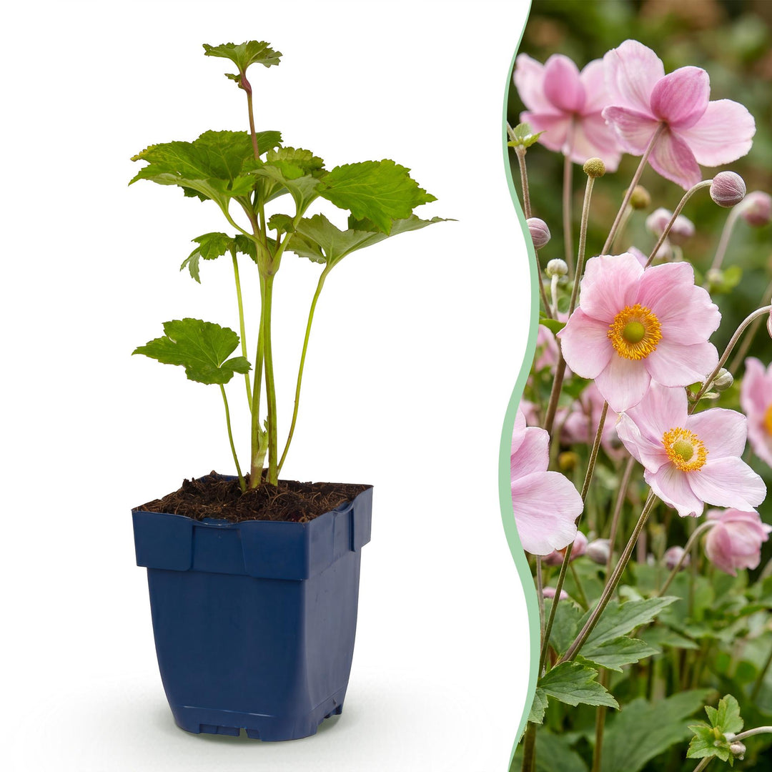 Plante vivace - Anemone hybr. Kön. Charlotte - Anémone d'automne - Ombre - Rose - 24 Plantes - Pot 11cm - Hauteur 15-25cm