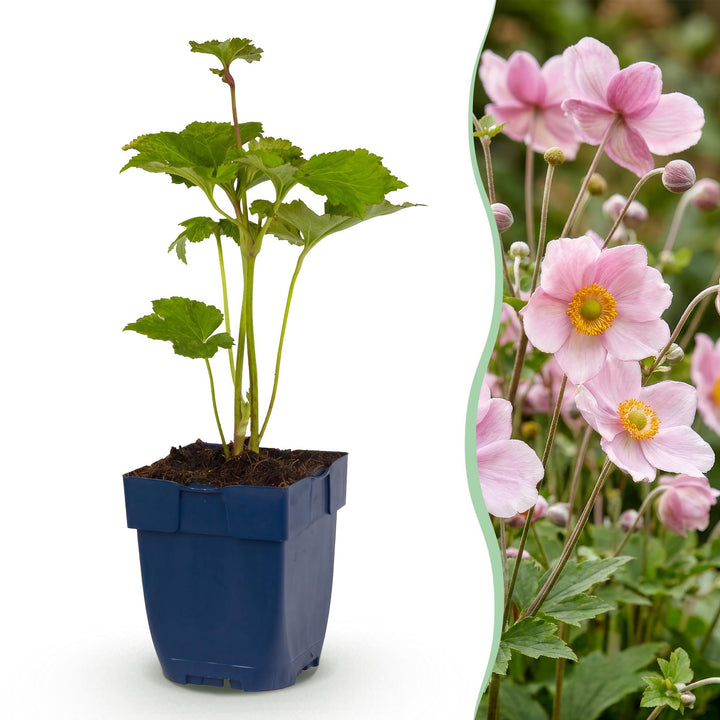 Plante vivace - Anemone hybr. Kön. Charlotte - Anémone d'automne - Ombre - Rose - 24 Plantes - Pot 11cm - Hauteur 15-25cm
