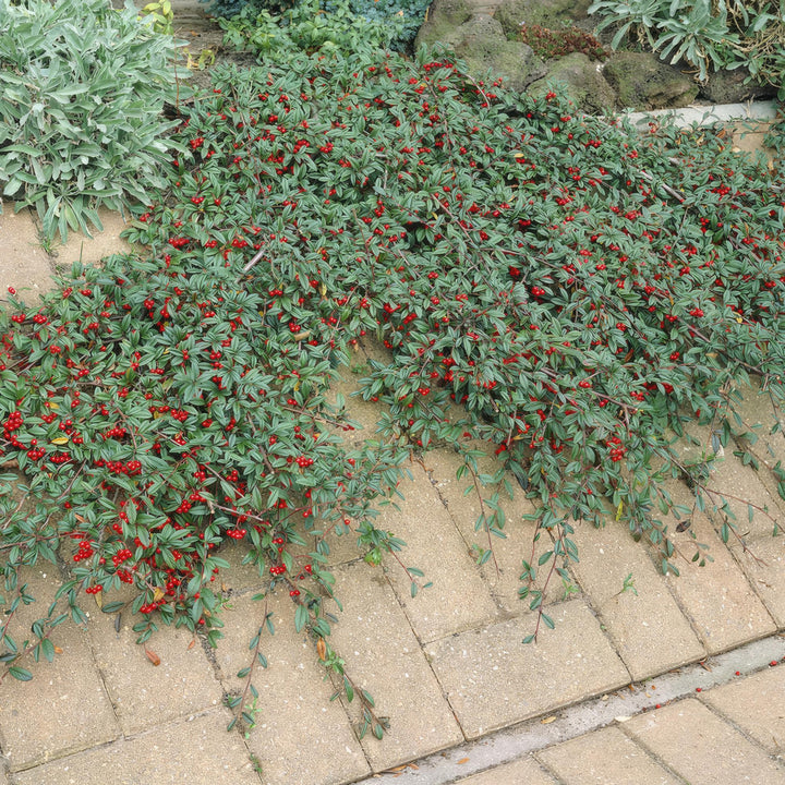40x Cotoneaster dammeri 'Major' Hardy Ground Cover - 25cm - Ø9cm