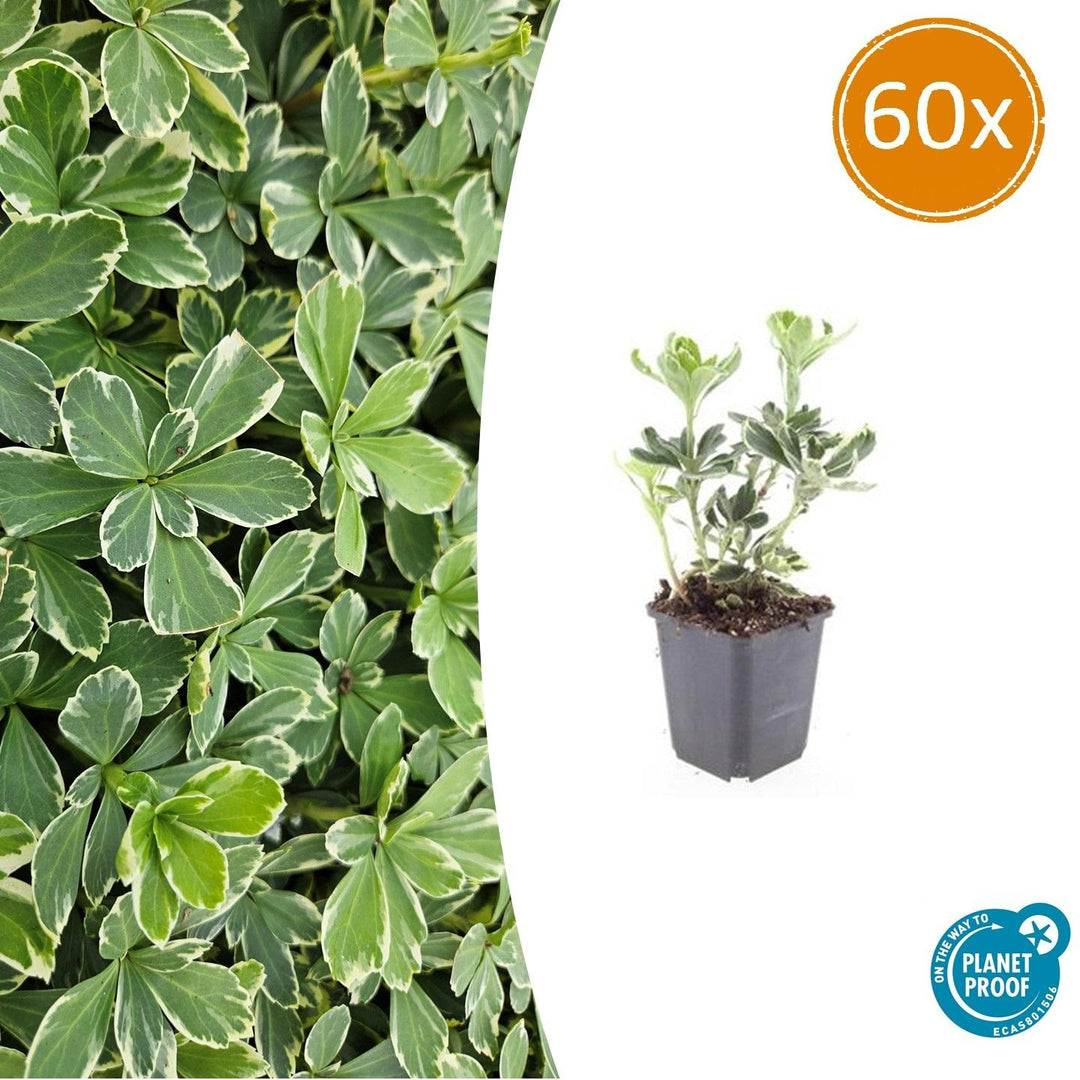 Pachysandra Variegata - Variegated Groundcover Plants for Shade