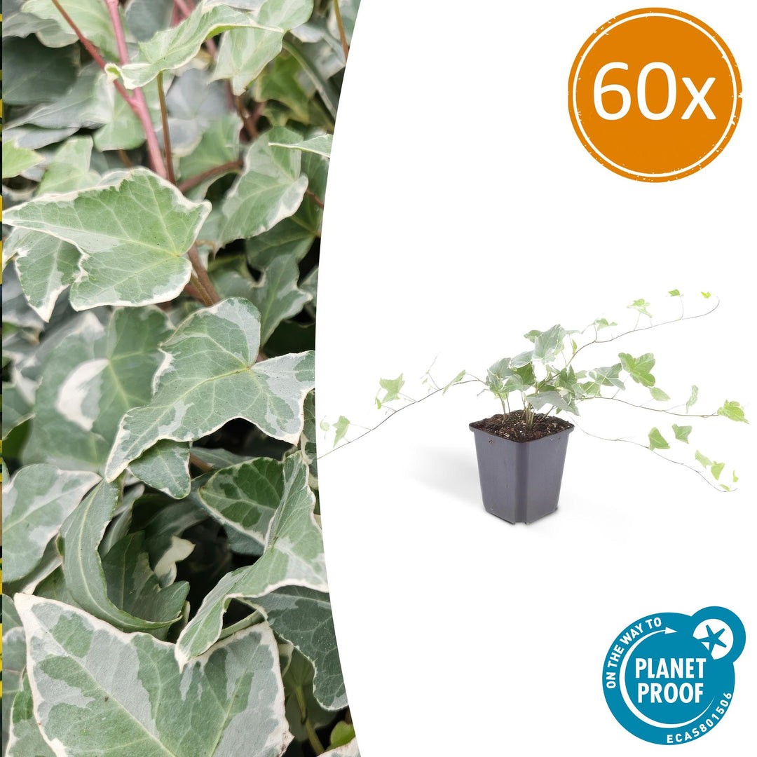 Hedera Helix Glacier Variegated Ivy Plants - 60 Pack 10-25cm