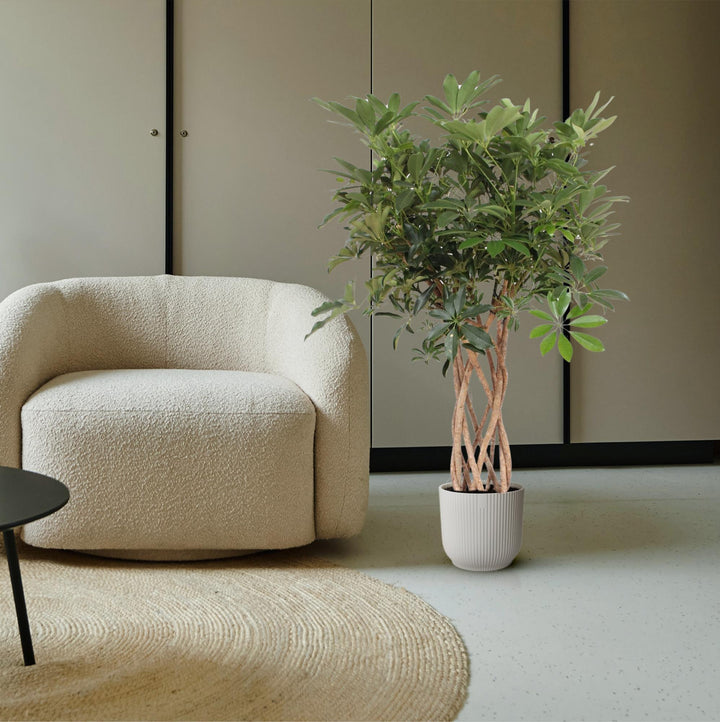 Schefflera Arboricola 'Compacta' with Braided Stem: Unique Elegance & Lush Greenery – Buy Now!