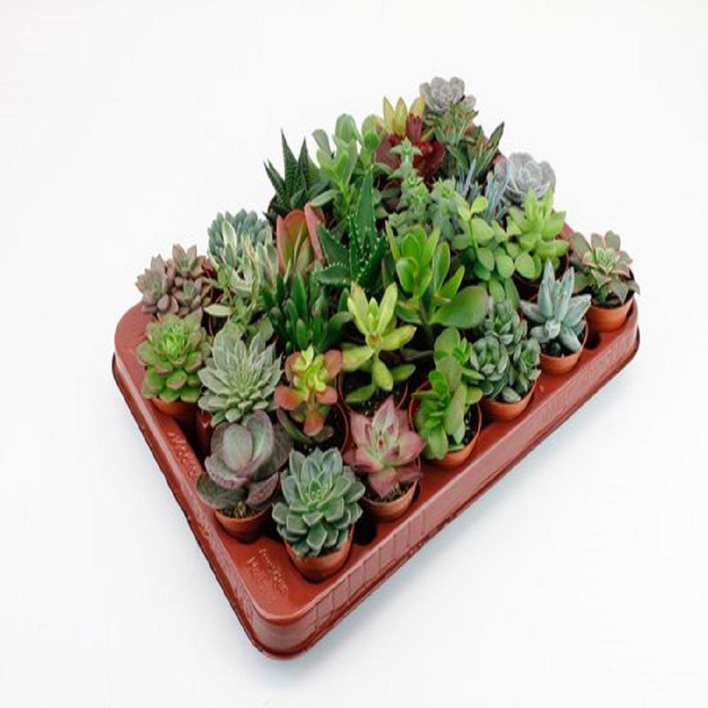 Succulents: Effortless Beauty, Unique Forms & Sun-Kissed Hues – Your Perfect Low-Maintenance Companion!