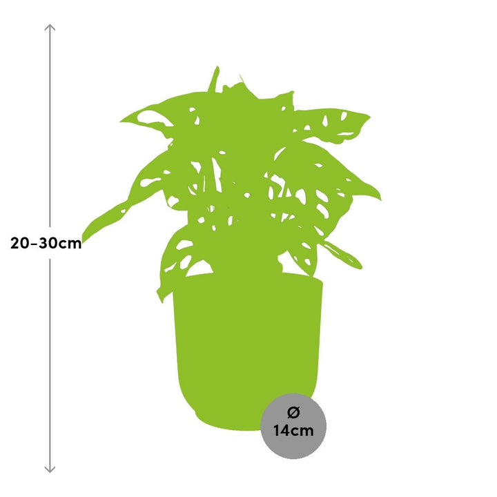 Monstera Monkey Leaf (Monstera adansonii) in a pink ELHO Vibes pot, view 3