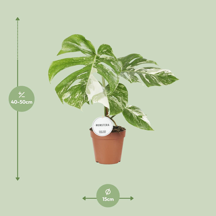 Monstera Deliciosa Swiss Cheese Plant - 45cm Indoor Houseplant