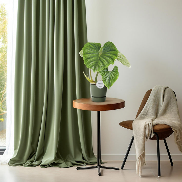 Philodendron Plowmanii 15cm Pot - Low Light Houseplant 50cm Tall