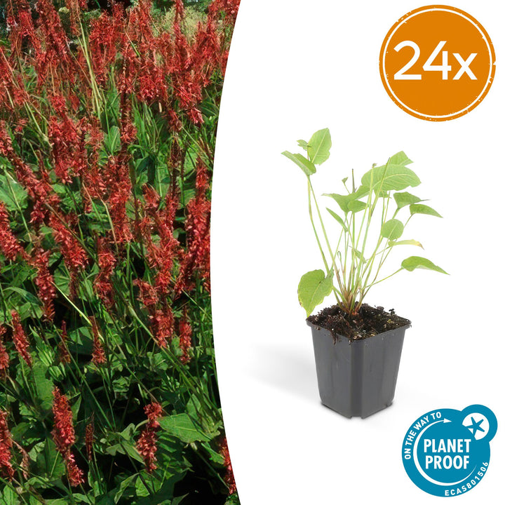 24x Persicaria amplexicaulis plants in black pots, height 10-25cm, vibrant red flower clusters, Everspring brand.