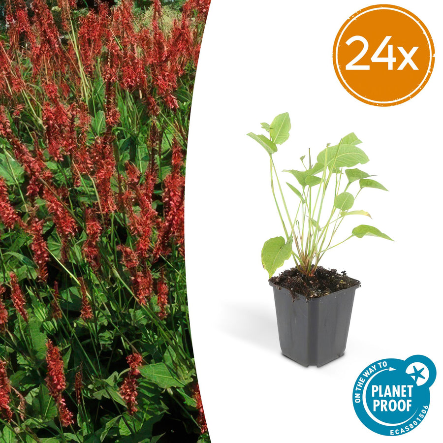 24x Persicaria amplexicaulis plants in black pots, height 10-25cm, vibrant red flower clusters, Everspring brand.