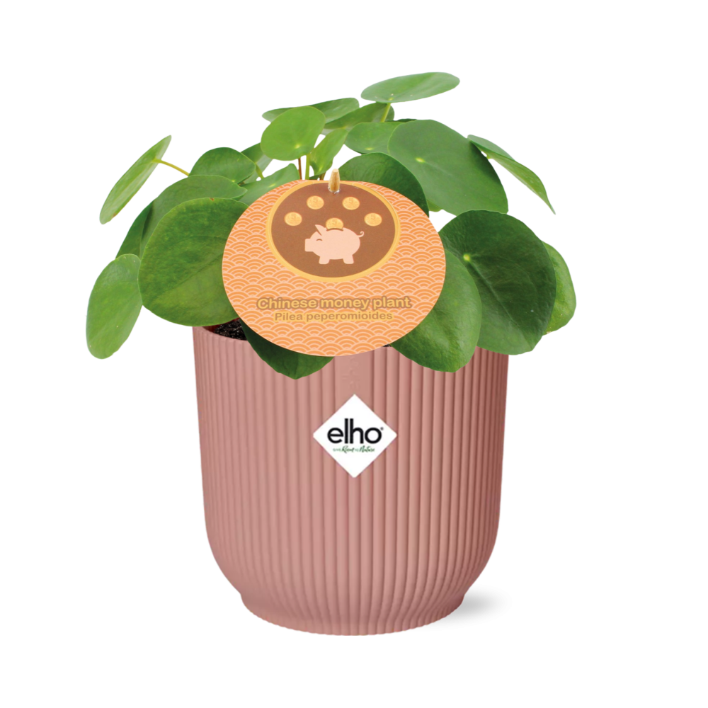 Chinese money plant Pilea peperomioides with round coin-shaped leaves in a pink ribbed ELHO Vibes pot