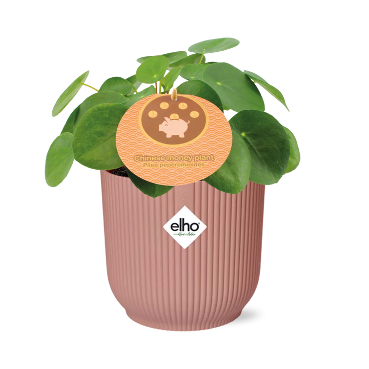 Chinese money plant Pilea peperomioides with round coin-shaped leaves in a pink ribbed ELHO Vibes pot