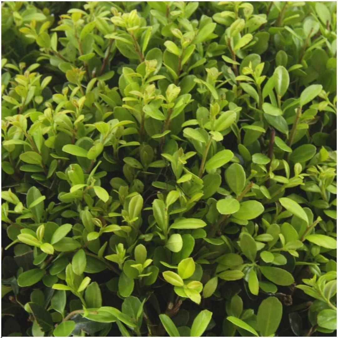 Ilex Crenata Jenny 72 Plants - Japanese Holly Hedge 7cm Pot 15cm