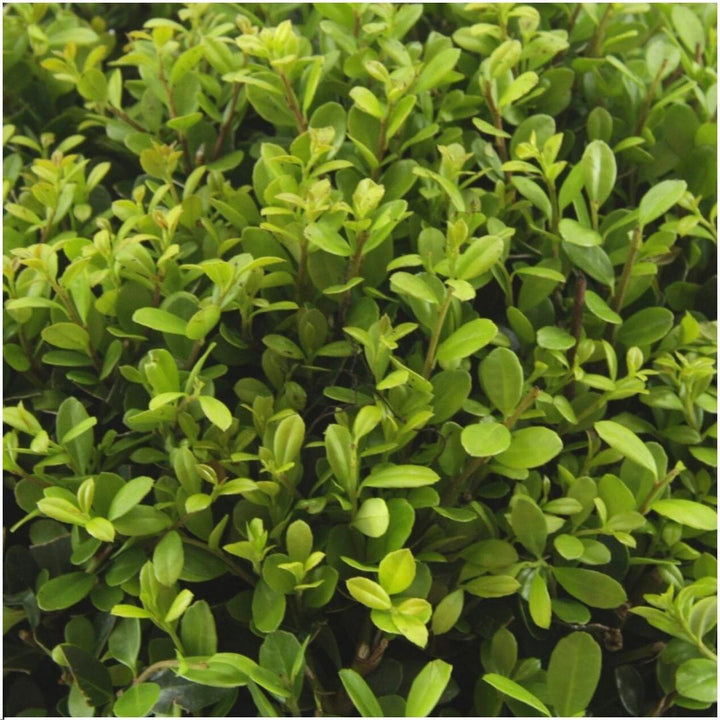 Ilex Crenata Jenny 72 Plants - Japanese Holly Hedge 7cm Pot 15cm