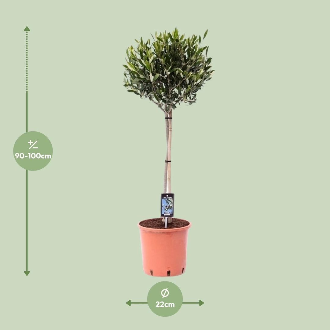 Olive Tree Olea Europaea 100cm - Mediterranean Garden Plant
