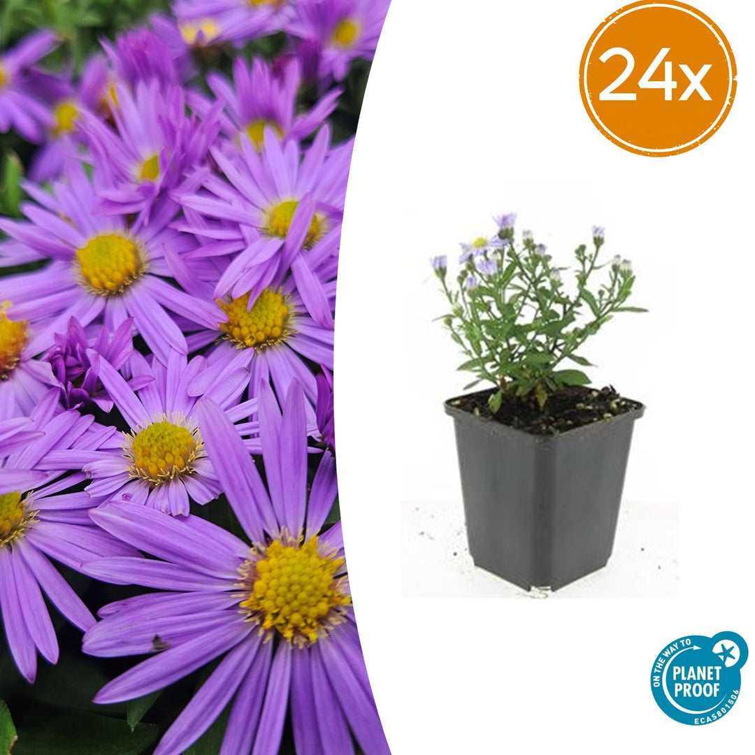 24x Aster 'Prof. Anton Kippenberg' Paaien - Ø9cm Potten