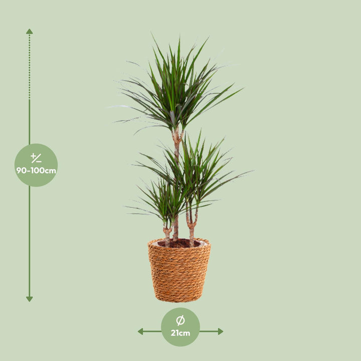 Dracaena Marginata - Ø21cm - ↕95cm + seagrass basket