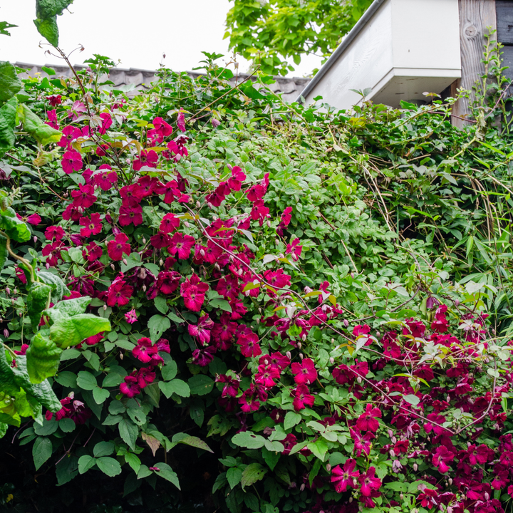 6x Clematis ‘Rouge Cardinal’ – P9 Pot – Beautiful Red Flowering Climbing Plant