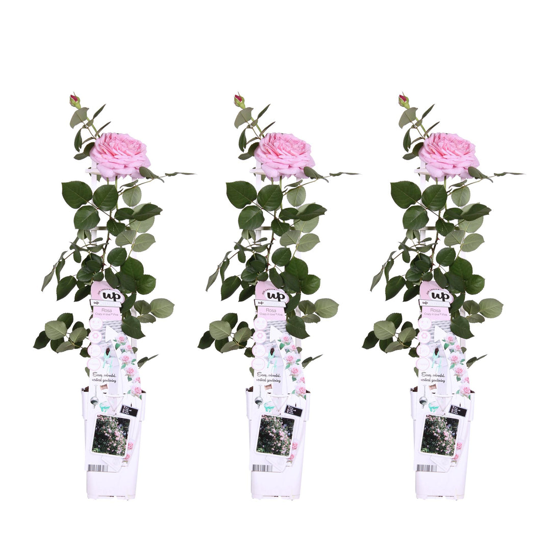 3x Rosa Crazy in Love Pink - Fragrant Pink Climbing Rose - Ø15cm - ↕65cm