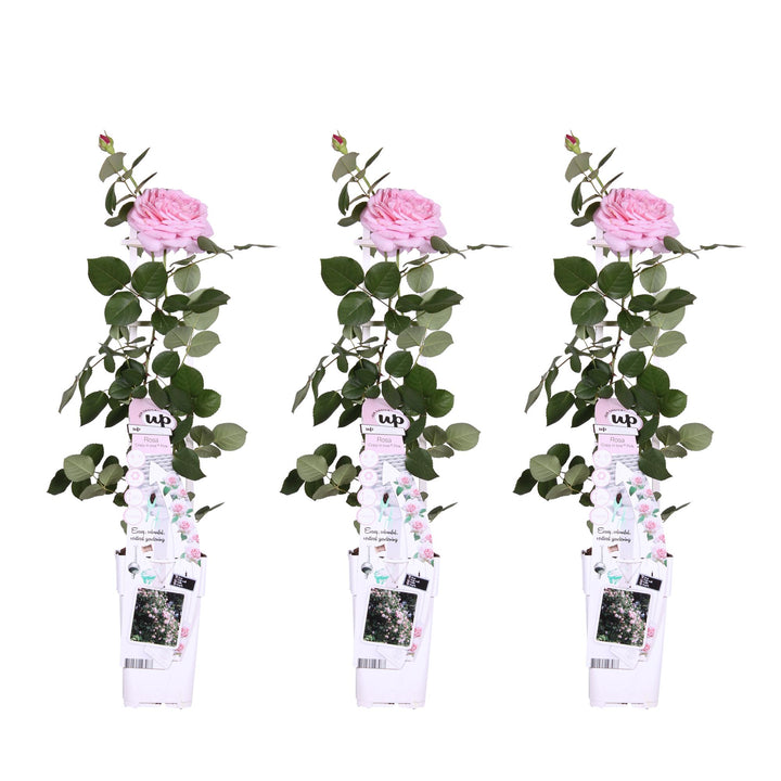 3x Rosa Crazy in Love Pink - Fragrant Pink Climbing Rose - Ø15cm - ↕65cm