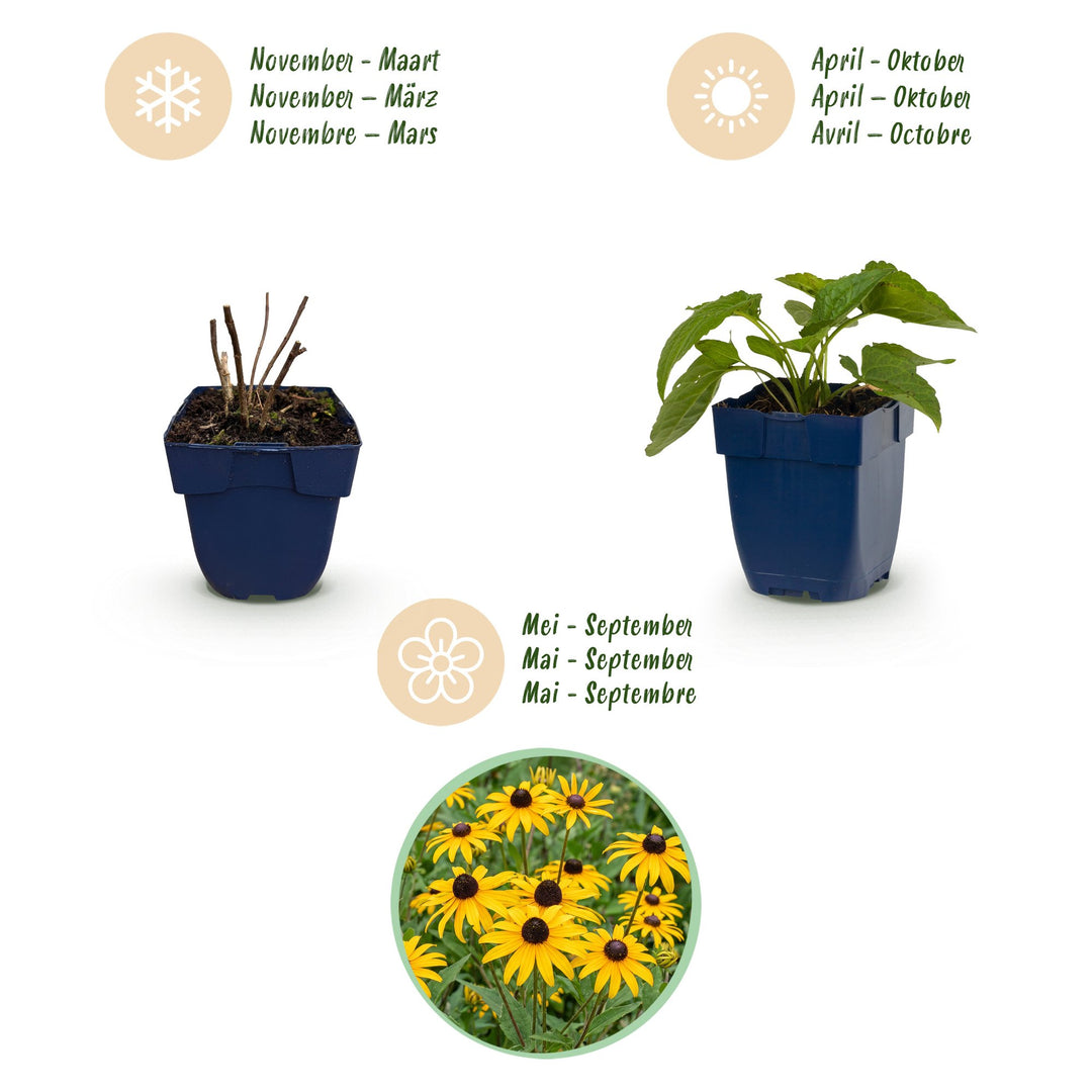 12 Rudbeckia 'Goldsturm' black-eyed susan plants in 11cm pots - view 4