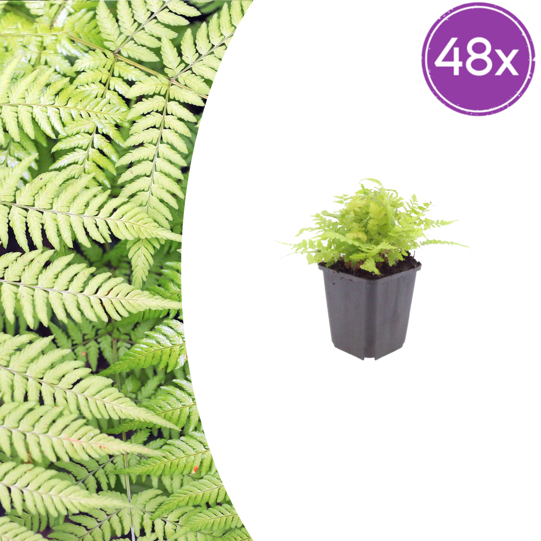 48x Dryopteris filix-mas - ↕10-25cm - Ø9cm