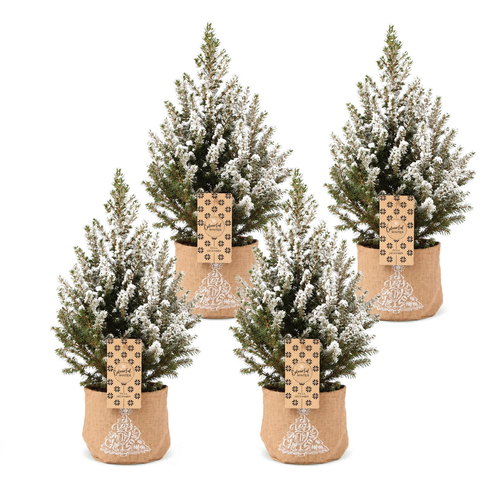 Pack of 4 potted snow-flocked dwarf spruce Christmas trees, 65cm in 17cm pots with a jute bag - view 2