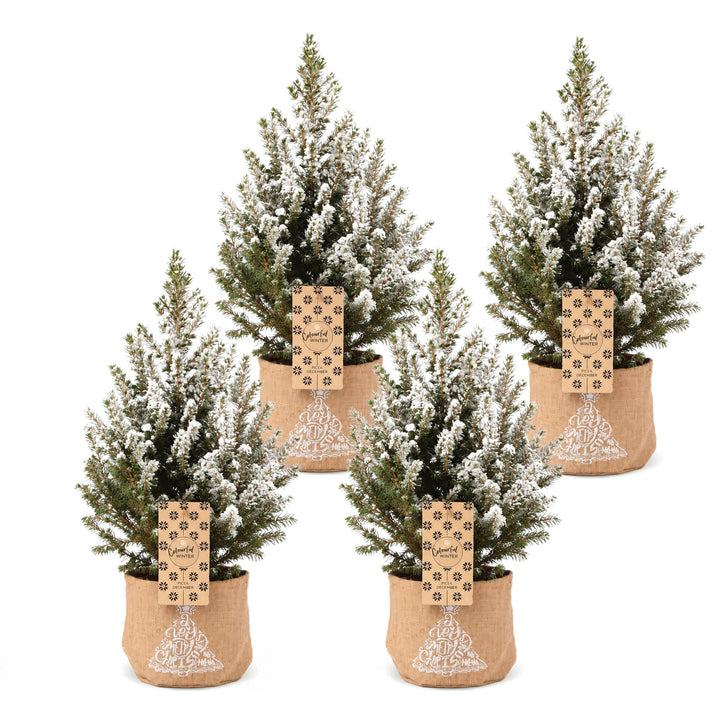 Pack of 4 potted snow-flocked dwarf spruce Christmas trees, 65cm in 17cm pots with a jute bag - view 2
