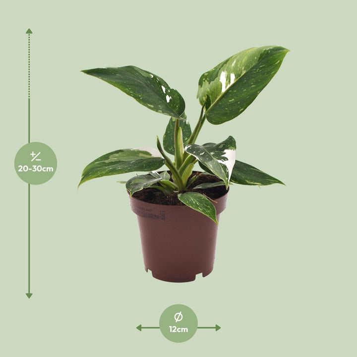 Philodendron White Princess - 12cm Pot Indoor Houseplant 25cm