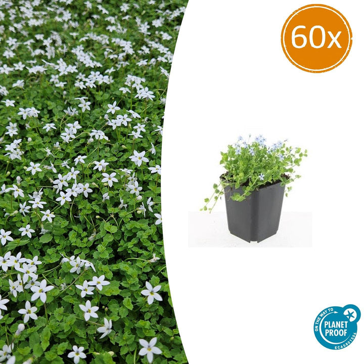 60x White Star Creeper Ground Cover - Isotoma fluviatilis 'Alba' - 9cm
