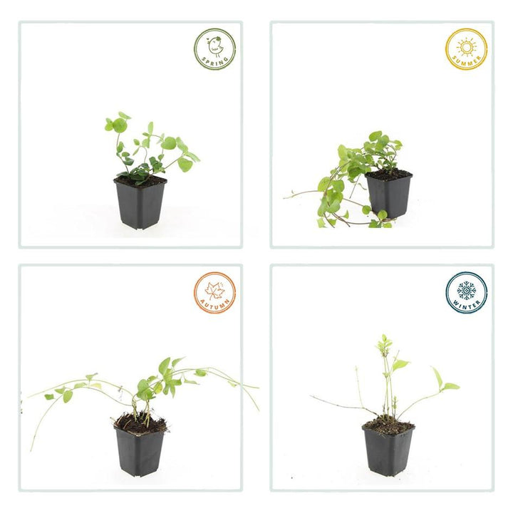 60x Vinca Major Evergreen Ground Cover Plants - 10-25cm - 9cm Pot