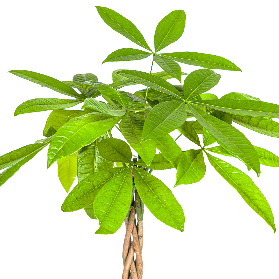 Pachira Aquatica 70-90cm — Geldbaum im 19cm Topf