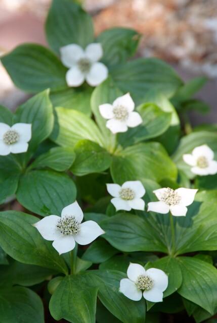 Cornus Canadensis Bunchberry Plants - White Flowering Groundcover